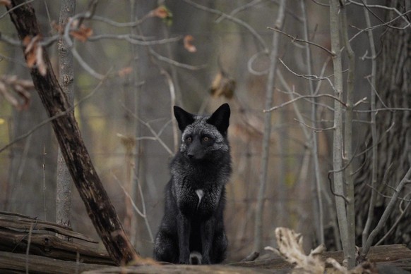 cute news tier silver fox

https://www.reddit.com/r/NatureIsFuckingCute/comments/1gwtgb2/those_ears/