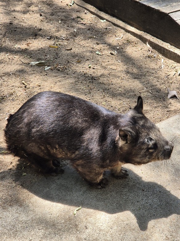 corinas bilder australien cute news