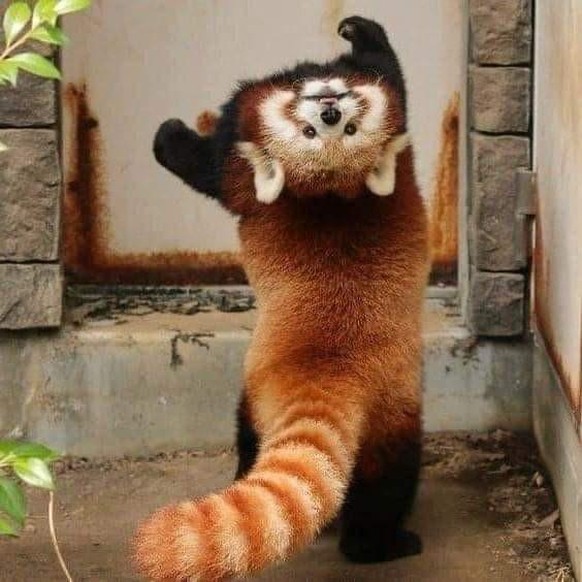 cute news animal tier roter panda

https://imgur.com/t/cute_animal/srX3lhn