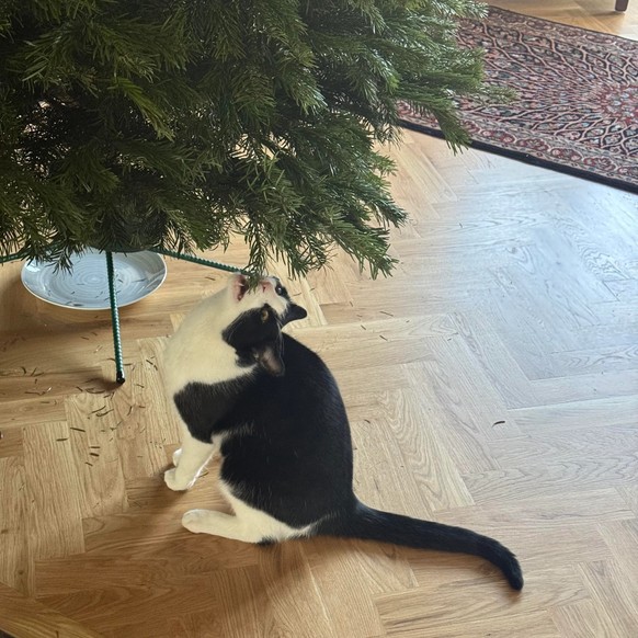 cute news tier katze weihnachten

https://www.reddit.com/r/WhatsWrongWithYourCat/comments/1h5xwdd/he_thought_it_was_a_crunchy_snack/