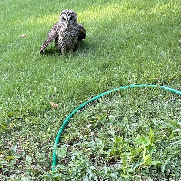 cute news tier eule

https://www.reddit.com/r/Owls/comments/1elpww5/snek/