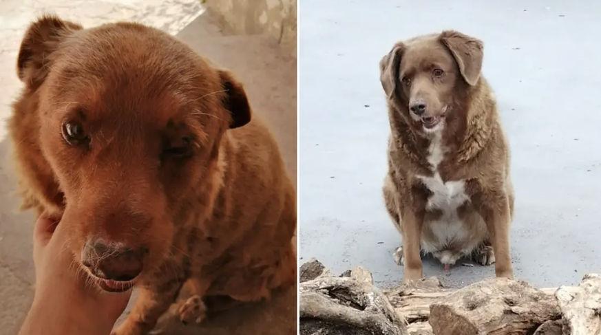 Bobi Guinness record livre chien portugal 30 ans âge