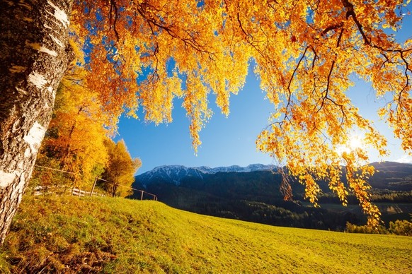 Herbst in der Schweiz Blattverfärbung Bäume Buche Birke Ahorn Lärche