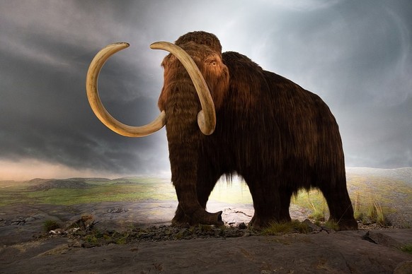 Mammuthus primigenius