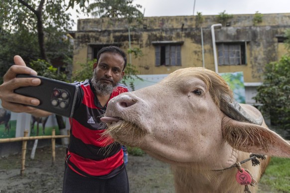 Crowds gather to see albino buffalo nicknamed Donald Trump ahead of Eid al-Adha in Bangladesh NARAYANGANJ, BANGLADESH - MAY 23: An albino buffalo nicknamed Donald Trump is seen at a cattle farm ahead  ...