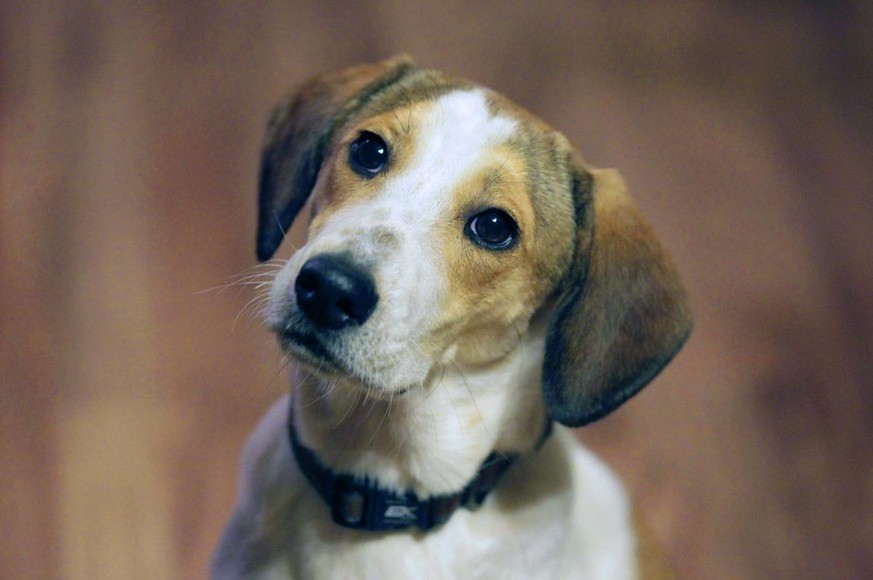 policier tue chien ex compagne Etats-Unis Beagle Richmond un an prison