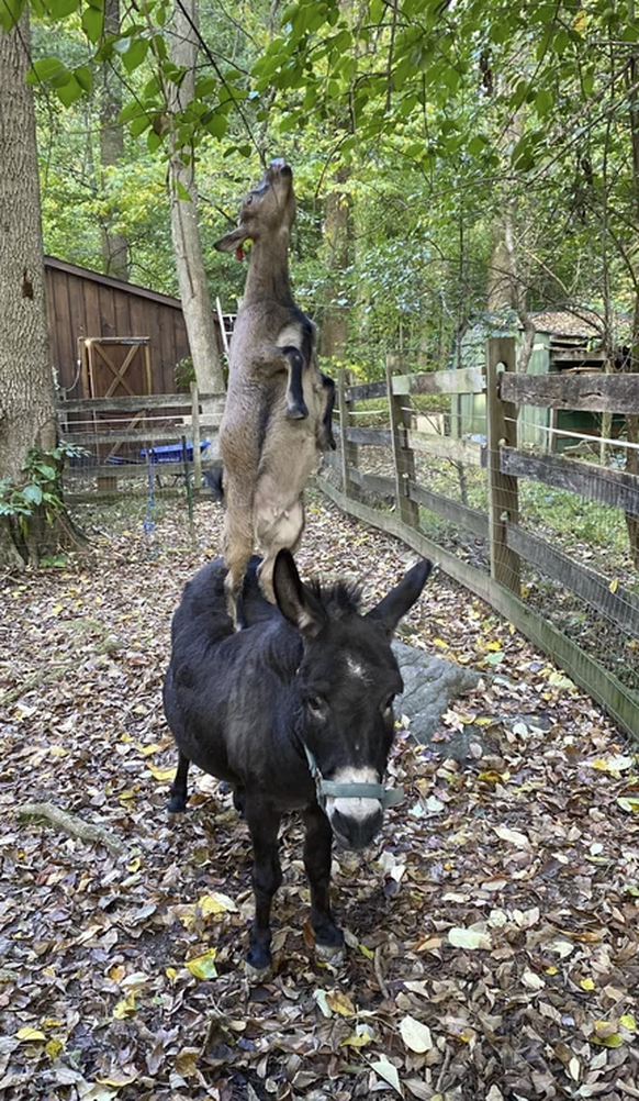 Die besten Tierbilder der Woche: Geiss und Esel