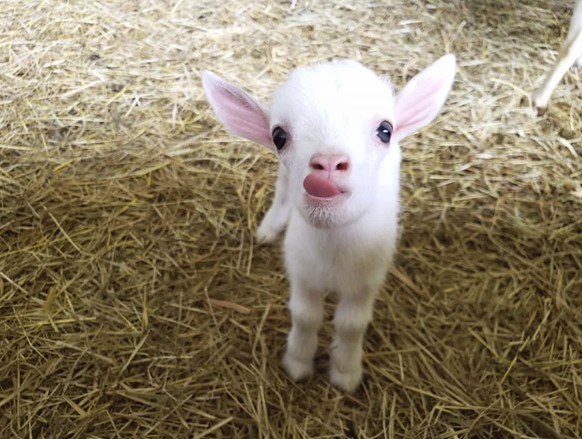 Cute News: Herzige Ziege