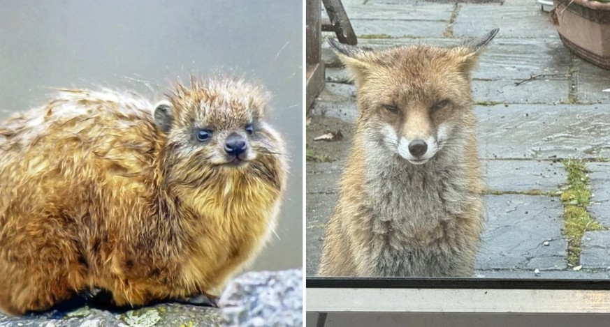 Quoi? Quoi? Des animaux mignons? Oooh oui!