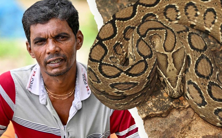 «Ils viennent dans nos lits!» Des serpents terrorisent le Bangladesh