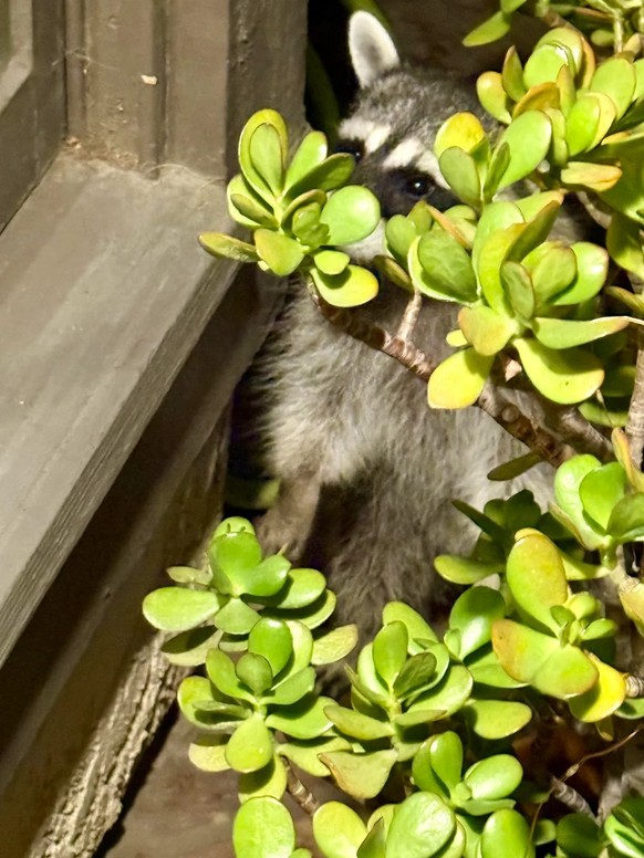cute news tier waschbär

https://www.reddit.com/r/notmycat/comments/1s2bul8/we_feed_the_outside_strays_but/