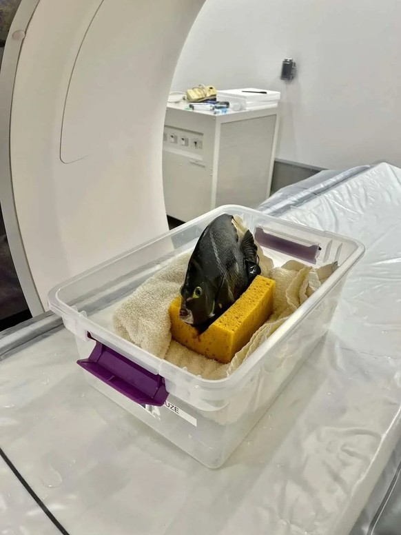 cute news tier 

https://www.reddit.com/r/Damnthatsinteresting/comments/1kbzx09/some_of_my_favorite_images_of_animals_getting_ct/#lightbox