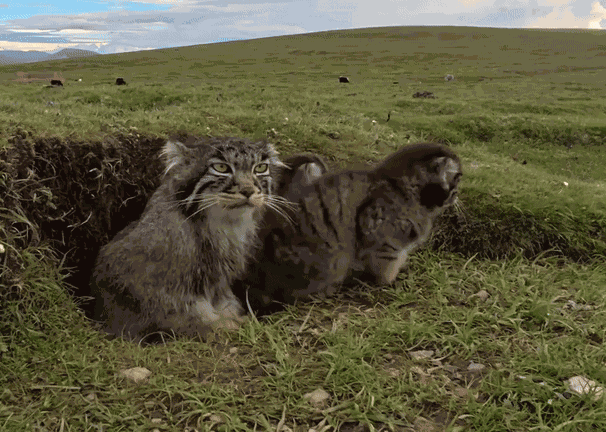 GIF animé