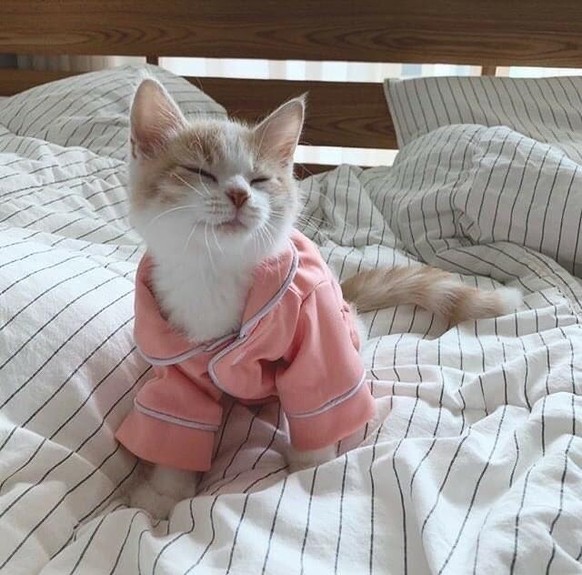cute news animal tier katze cat

https://www.reddit.com/r/aww/comments/rggk10/cat_in_pajamas/