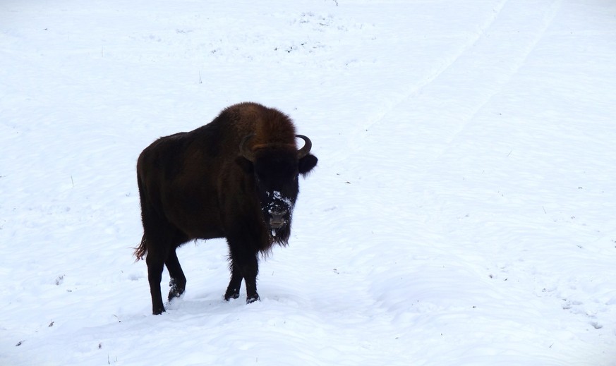 Wisente am 10. Januar 2023 vom Projekt Wisent Thal im Solothurner Jura