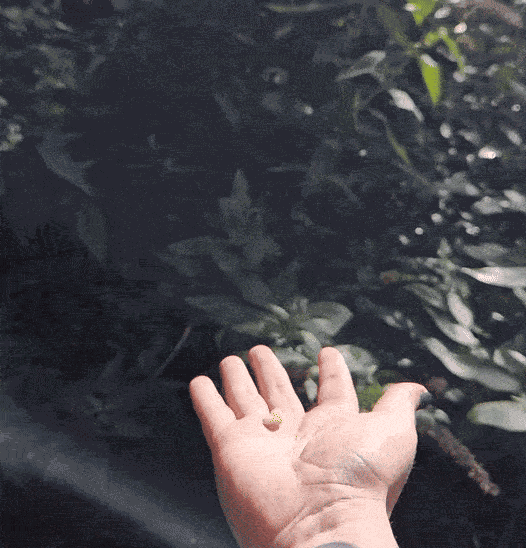 GIF animé