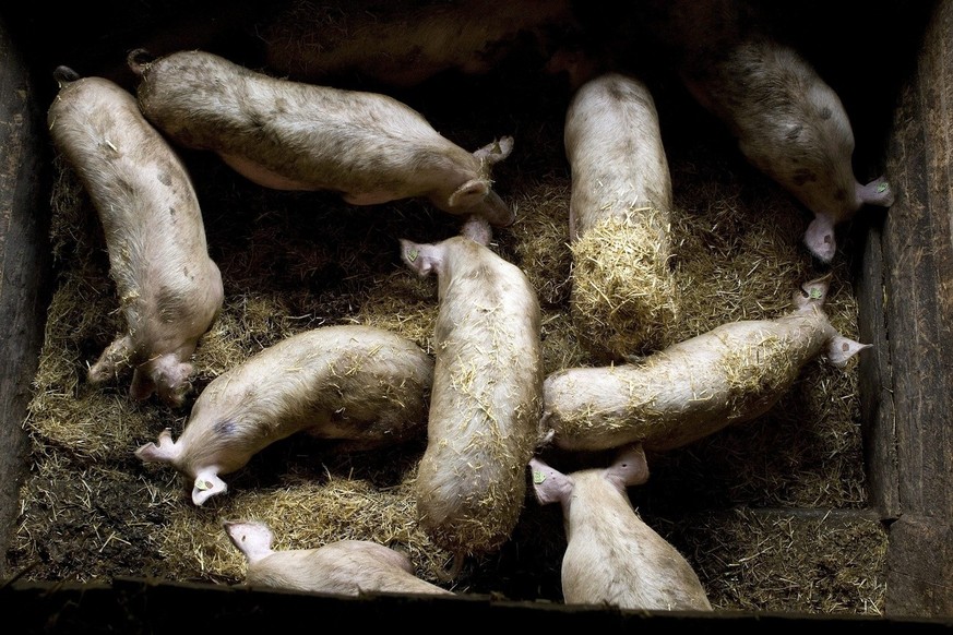 Des cochons se promenent dans leur enclos ce mercredi 28 avril 2009 dans un elevage porcin a Vouvry dans le chablais valaisan.