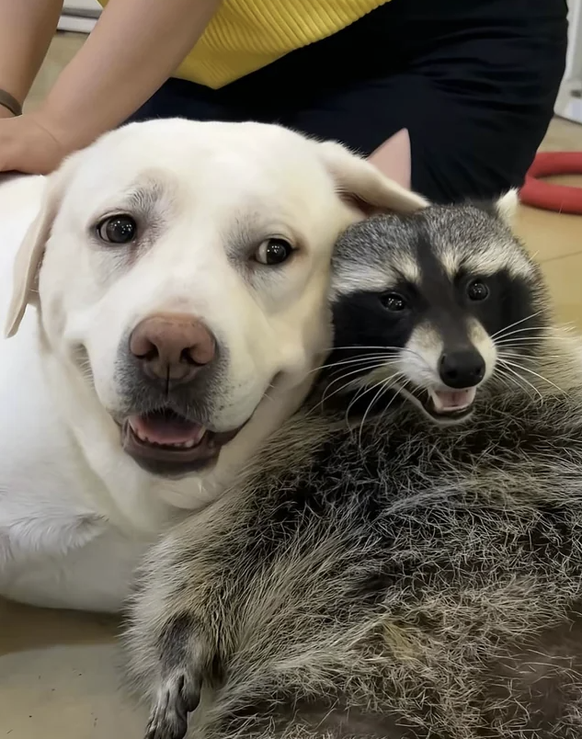 Cute News: Hund und Waschbär sind beste Freunde