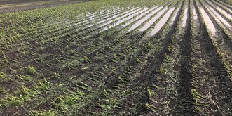 Intempéries: Des pertes historiques pour les maraîchers