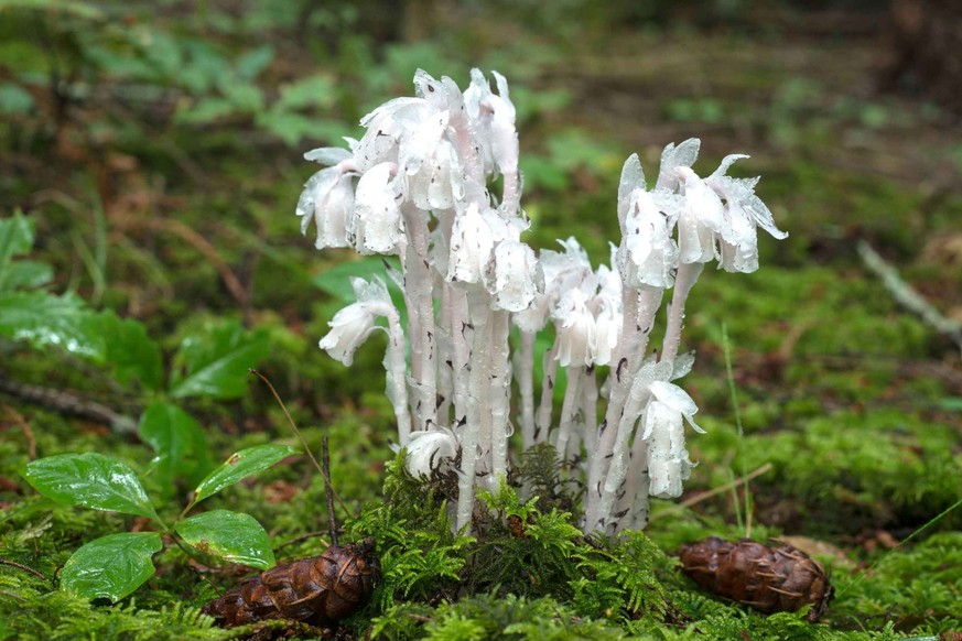 Monotropa uniflora.
