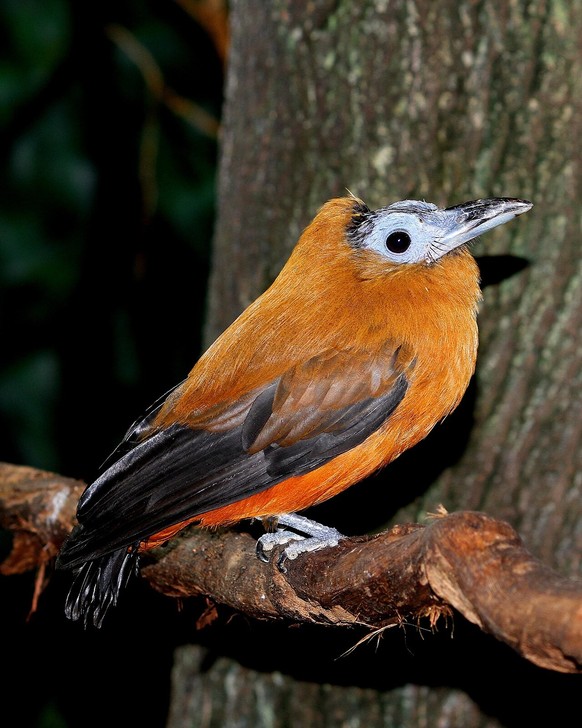 cute news tier vogel Kapuzinerkotinga