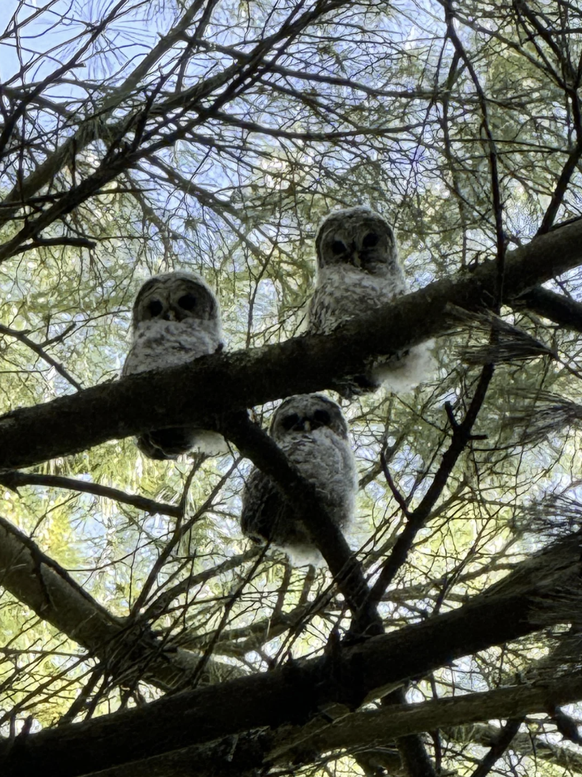 Baby Eulen für Cute NEws