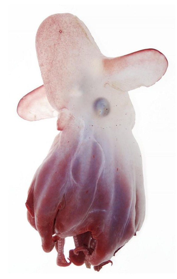 Grimpoteuthis imperator. watson