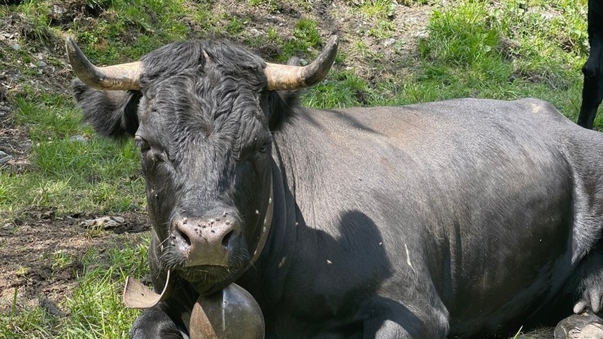 Un taureau suisse.