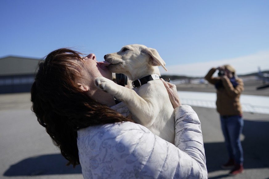 Moira, an 8 week old Labrador puppy, gives lots of puppy kisses to her Guiding Eyes for the Blind volunteer &quot;Puppy Raiser&quot; Debbie Roschli, at they meet on the tarmac moments after Moira arri ...
