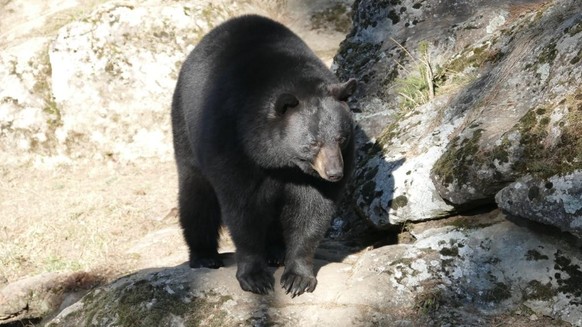 Bären Zoo des Marécottes Hotel mit Tieren Rauszeit