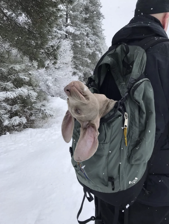 Die besten Tierbilder der Woche: Hund im Rucksack