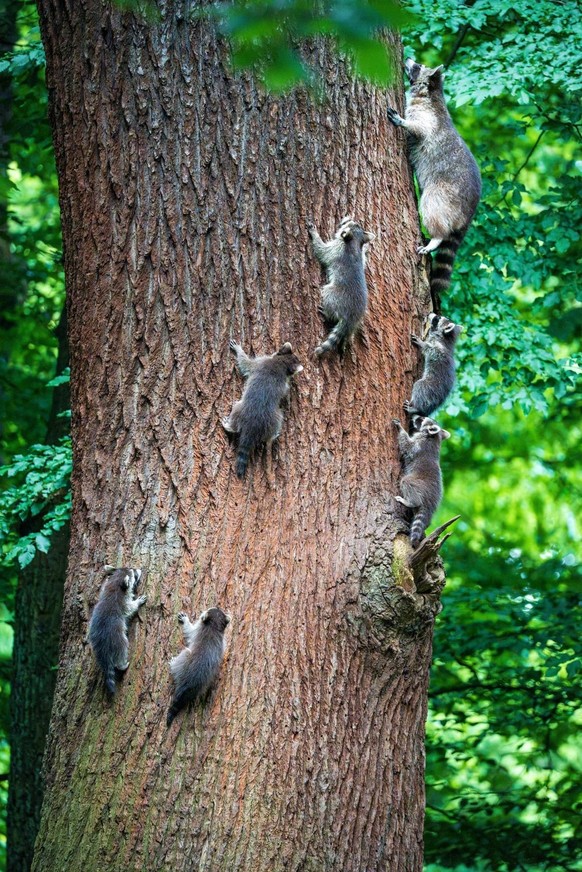 cute news tier waschbären

https://www.reddit.com/r/wildlifephotography/comments/1u6krv1/climbing_lessons/