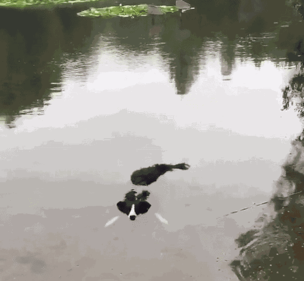 GIF animé