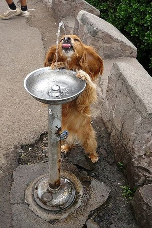 cute news tier hund

https://ch.pinterest.com/pin/348114246195671407/