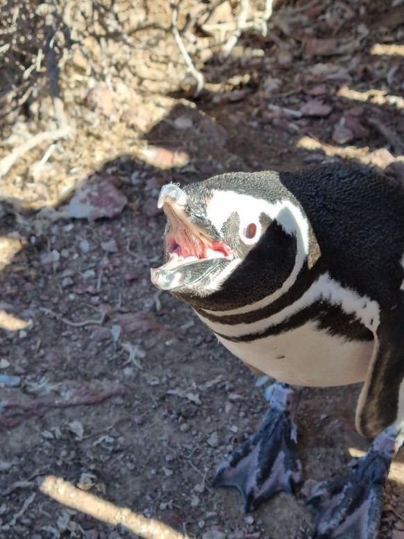 cute news tiere in argentinien