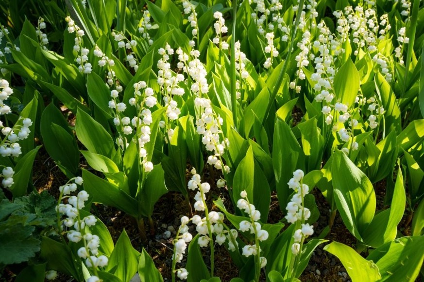 Le Muguet fleurit début mai et envahit fleuristeries comme grandes surfaces chaque année.