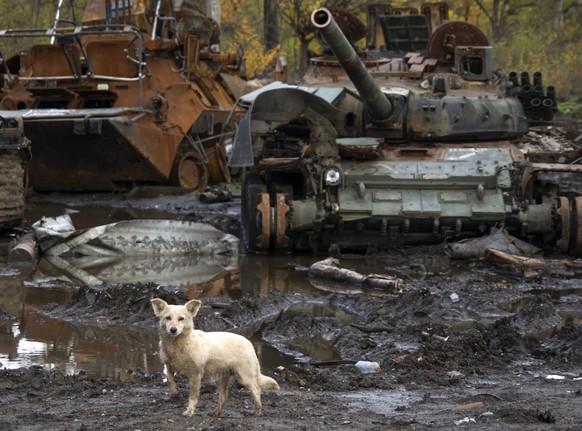 A dog stands near Russian tanks damaged in recent fighting, near the recently retaken village of Kamianka, Kharkiv region, Ukraine, Sunday, Oct. 30, 2022.(AP Photo/Efrem Lukatsky)