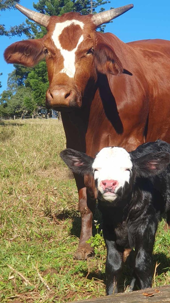 cute news tier kühe

https://www.reddit.com/r/Cows/comments/1lbzl49/another_fresh_moo/