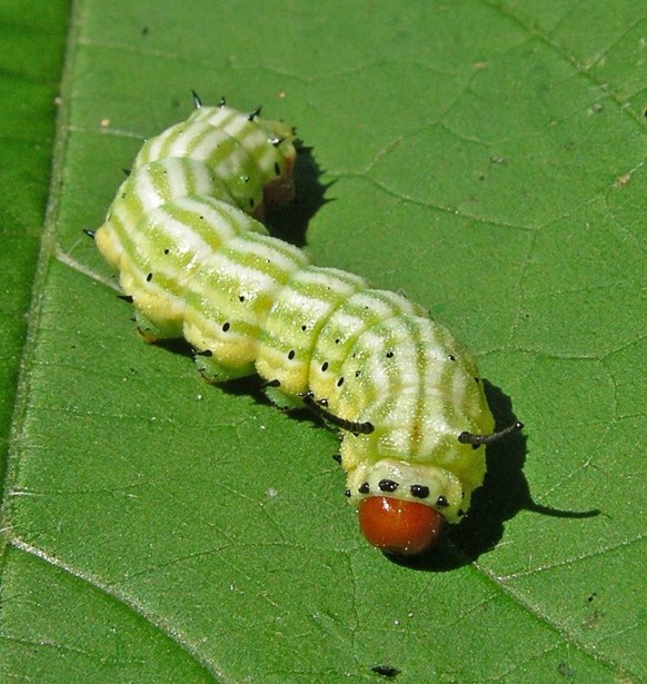 Dryocampa rubicunda raupe