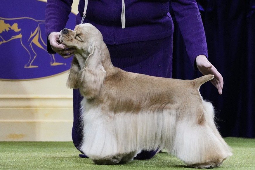 Le Westminster Dog Show 2025