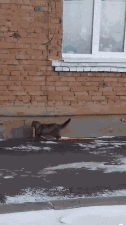 GIF animé