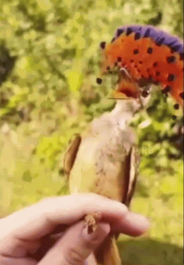 GIF animé