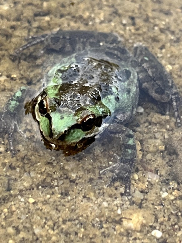 cute news tier frosch kröte

https://www.reddit.com/r/frogs/comments/12j8y5e/wild_frog/