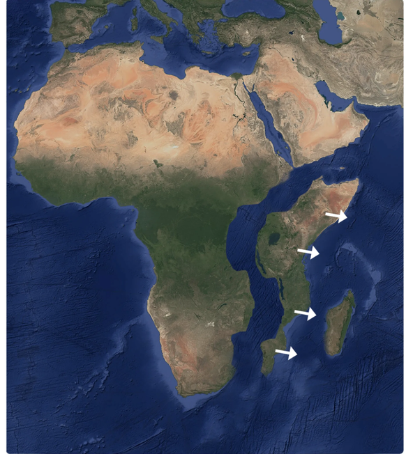 Si les plaques somalienne et africaine s'écartent, l'eau de l'océan comble le vide et une nouvelle étendue marine se forme. La simulation montre comment la géographie de l'Afrique changerait.