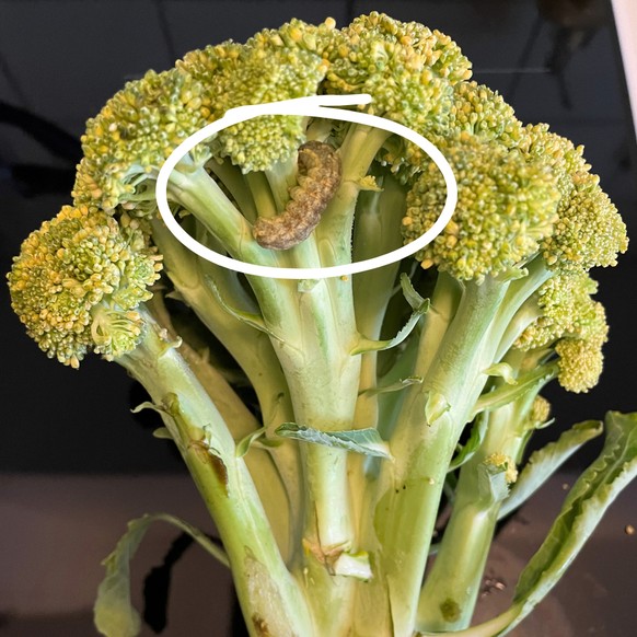 Une chenille dans un brocoli Aldi.