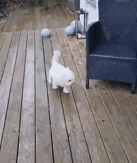 GIF animé