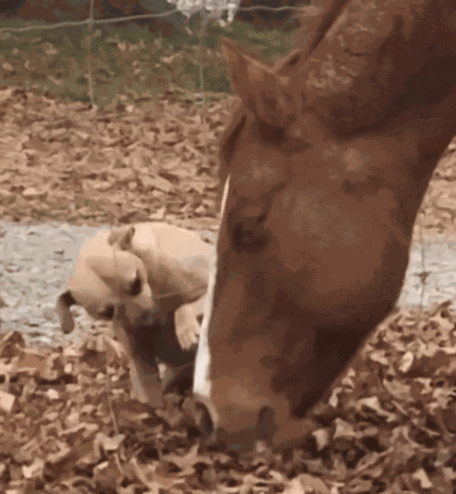 GIF animé