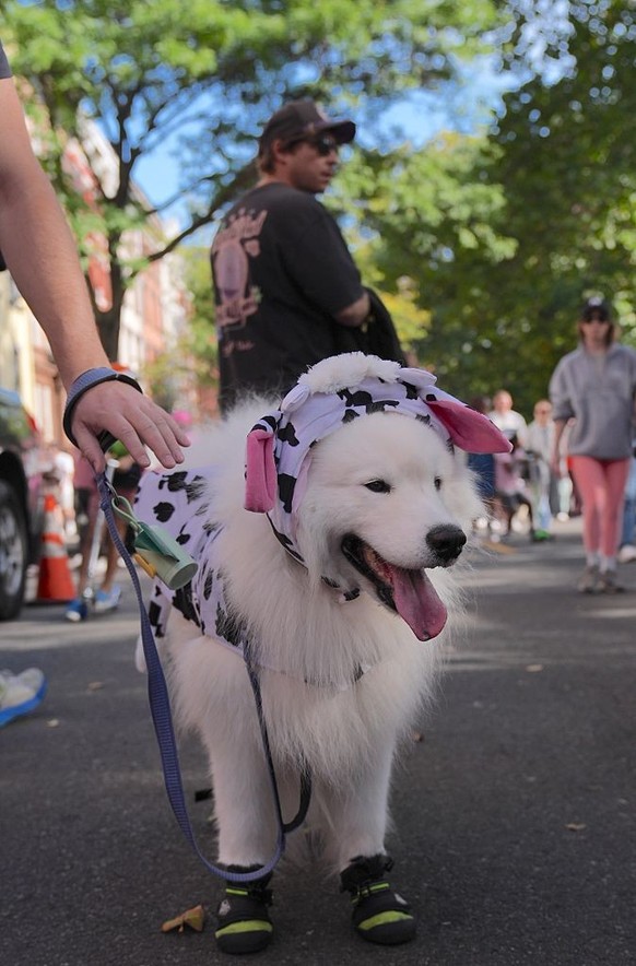 NEW YORK, UNITED STATES - OCTOBER 19: Dog owners in New York City are participating in the Tompkins Square Halloween Dog Parade, dressing their furry friends in colorful costumes on Sunday, October 19 ...