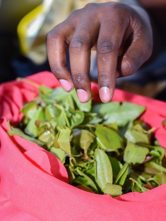 Des feuilles de khat