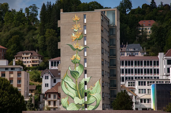 Certaines plantes de Caron se trouvent également en Suisse, comme cette gentiane jaune du Locle.